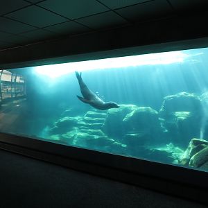 Seal/Sea Lion Underwater Tunnel