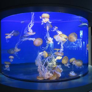 Pacific Sea Nettle Tank