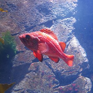 Vermilion Rockfish