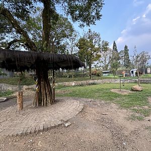 Nyala Exhibit - Royal Safari Garden Resort