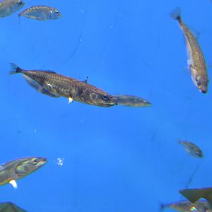 Three-spined Stickleback