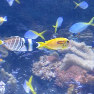 Orange-shoulder and Sailfin Tang