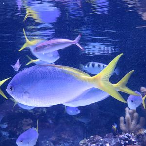 Redbelly Yellowtail Fusilier