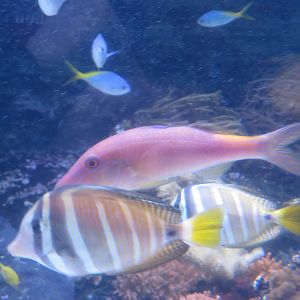 Goldsaddle Goatfish (w/ Sailfin Tangs)