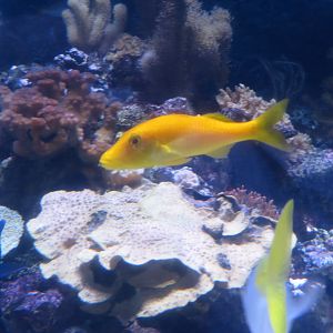 Goldsaddle Goatfish