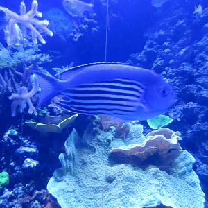 Blackedged Angelfish?