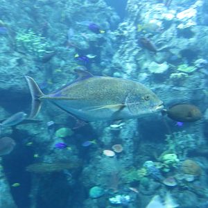 Bluefin Trevally