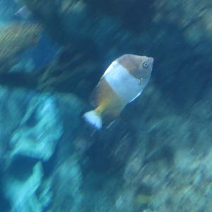 Brown-and-White Butterflyfish