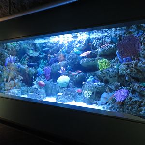 Coral Predators Tank
