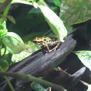 "Cemetary" Strawberry Poison Dart Frog