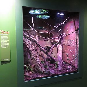 Prehensile-tailed Skink Exhibit