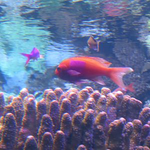 Squarespot Anthias