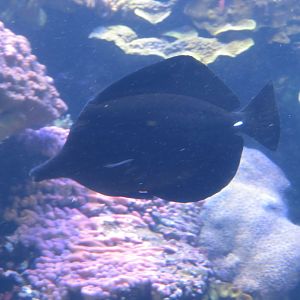 Black Tang
