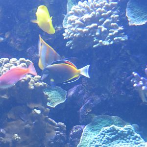 Japan Surgeonfish
