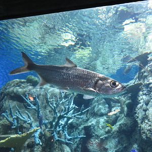 Indo-Pacific Tarpon
