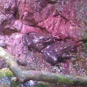 Mountain Yellow-legged Frogs