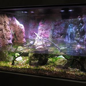 Mountain Yellow-legged Frog Exhibit