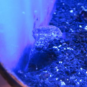 Stumpyspined Cuttlefish