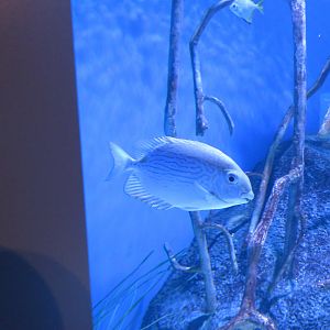 Golden-lined Spinefoot