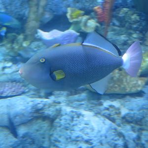 Pinktail Triggerfish