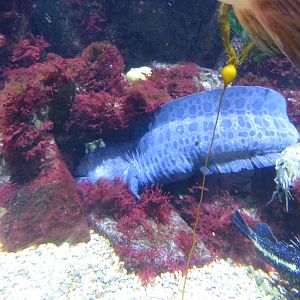 Wolf Eel