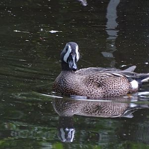 Blue-winged teal (Spatula discors)
