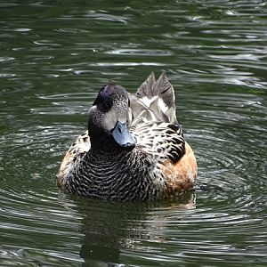 Chiloe wigeon (Mareca sibilatrix)