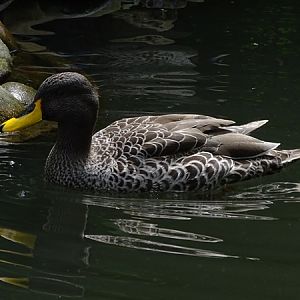 Yellow-billed duck (Anas undulata)
