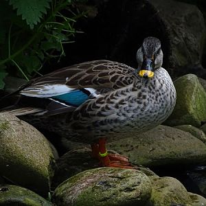 Indian spot-billed duck (No Subspecific status) (Anas poecilorhyncha)