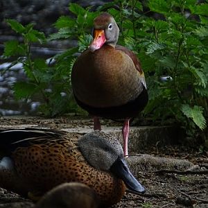 Black-bellied whistling-duck (Dendrocygna autumnalis) & Red shoveler (Argentine shoveler) (Spatula platalea)