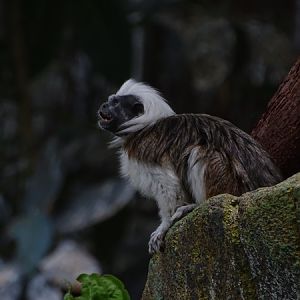 Cotton-top tamarin (Saguinus oedipus)