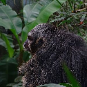 White-faced saki (Pithecia pithecia)