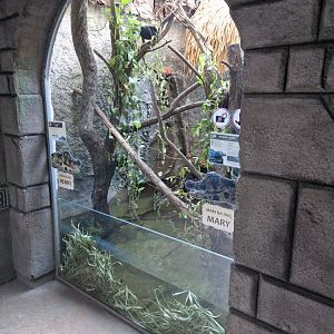 Black caiman enclosure