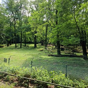 Sable antelope enclosure