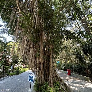 Amazing Jungle Trees