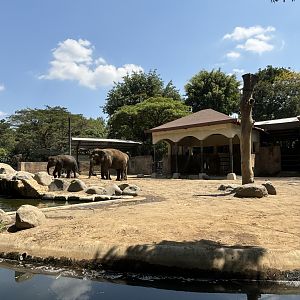 Asian Elephant Exhibit