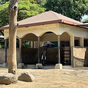 Asian Elephant Barn