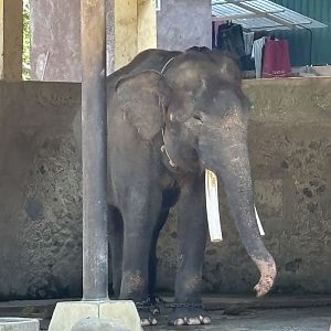 Asian Elephant - 3 legs chained
