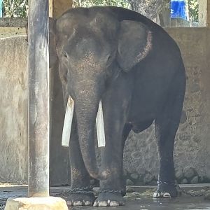 Asian Elephant - 3 legs chained