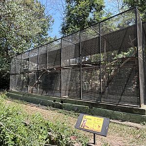 Mitered Surili + Coati Exhibits