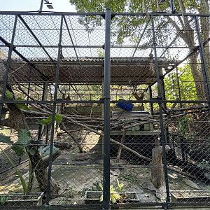 East Javan Langur Exhibit