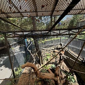 Sulawesi Crested Macaque Exhibit