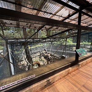 Sulawesi Crested Macaque Exhibit