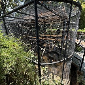 Siamang Exhibit