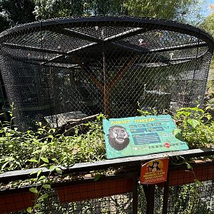 Tonkean Macaque Exhibit