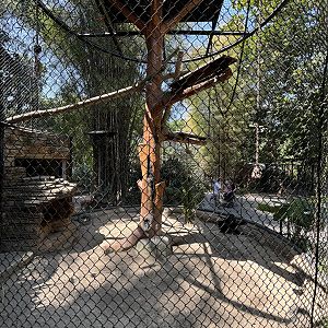 Tonkean Macaque Exhibit