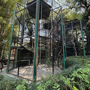 Bornean White-bearded Gibbon + Agile Gibbon Exhibits