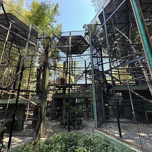Bornean White-bearded Gibbon + Agile Gibbon Exhibits