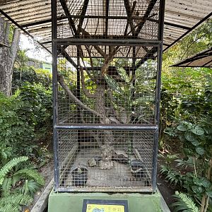 Malayan Civet Exhibit