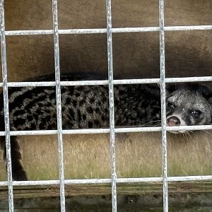 Malayan Civet